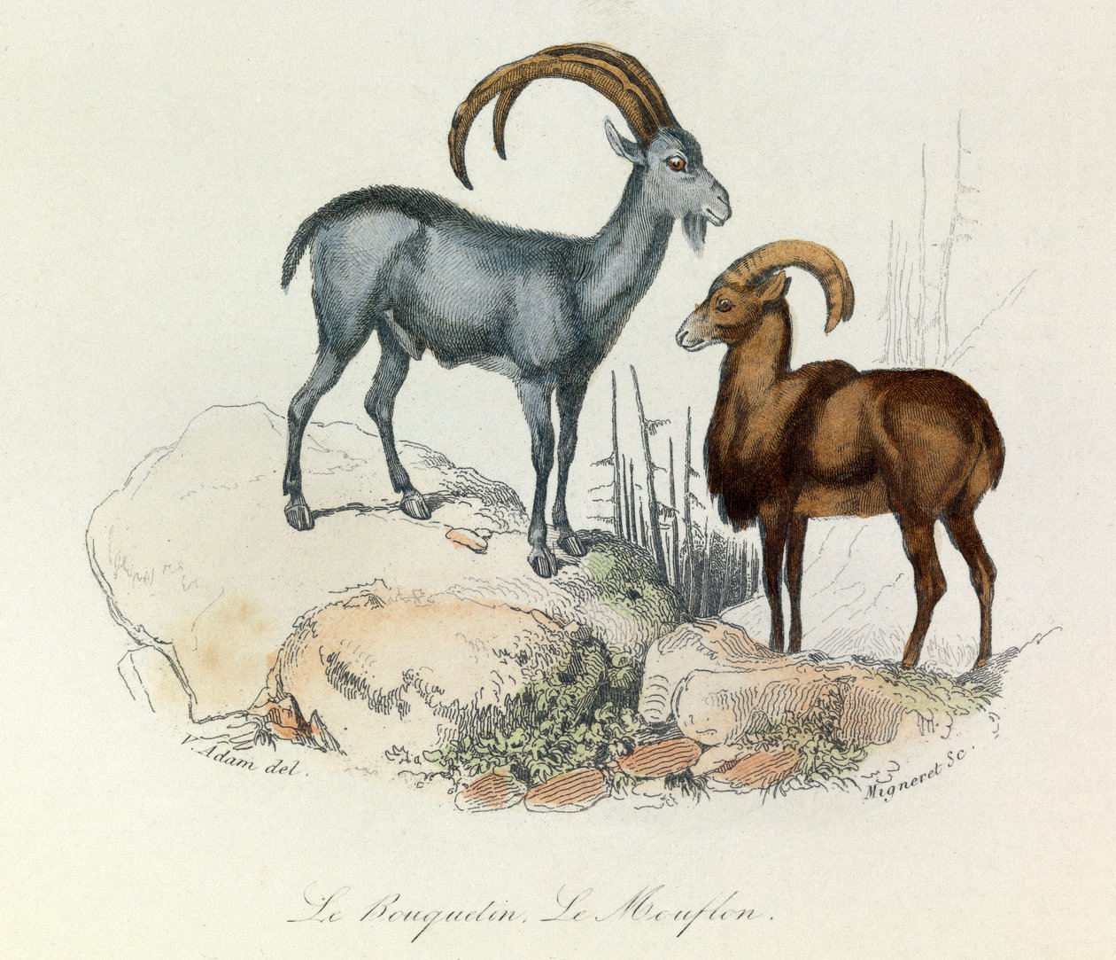 Kuvitus kirjasta "Complete Works of Buffon": Buffon: Les Quadrupedes: Buffon: Le ibex et le mouflon (kaiverrus). tekijältä Unknown artist