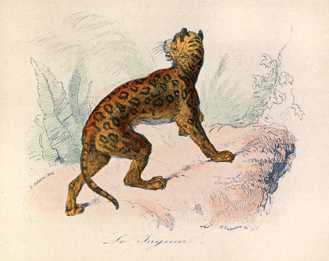 Kuvitus kirjasta "Complete Works of Buffon": Buffon: Les Quadrupedes: Le jaguar (kaiverrus) tekijältä Unknown artist