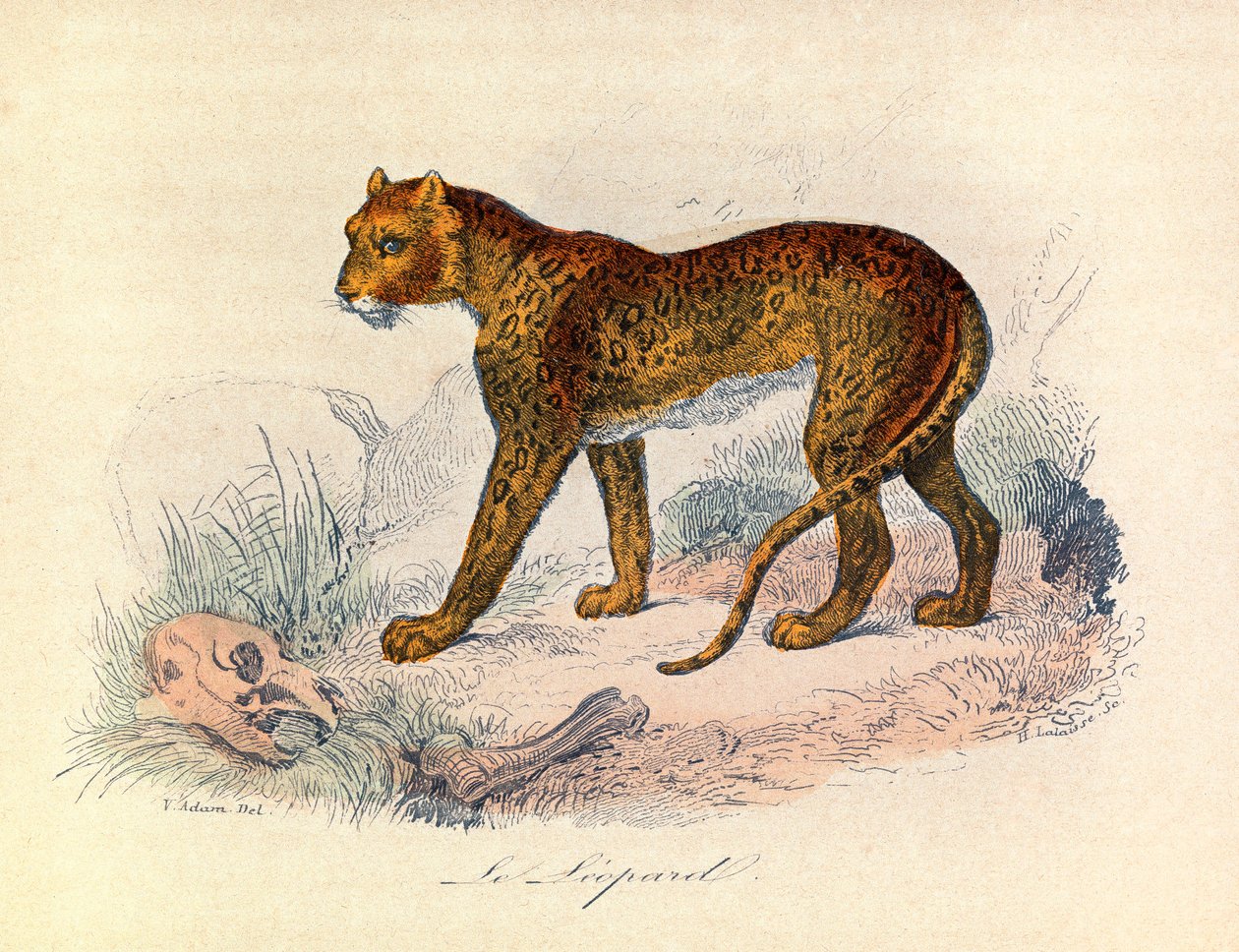 Kuvitus kirjasta "Complete Works of Buffon": Buffon: Les Quadrupedes: Le leopard (kaiverrus) tekijältä Unknown artist