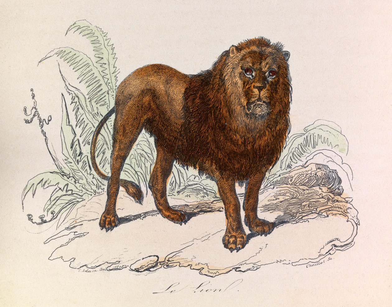 Kuvitus kirjasta "Complete Works of Buffon": Buffon: Les Quadrupedes: Le lion (kaiverrus) tekijältä Unknown artist