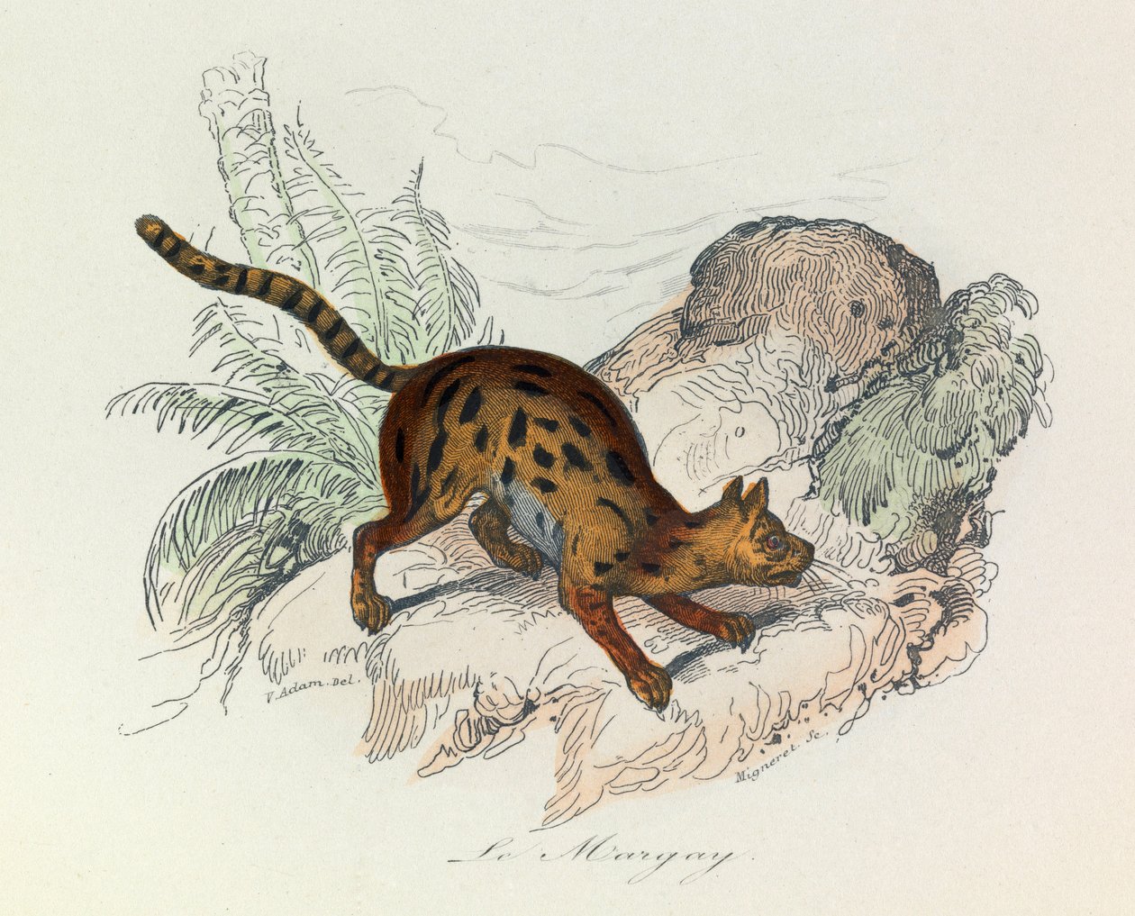 Kuvitus kirjasta "Complete Works of Buffon": Buffon: Les Quadrupedes: Le margay (kaiverrus) tekijältä Unknown artist