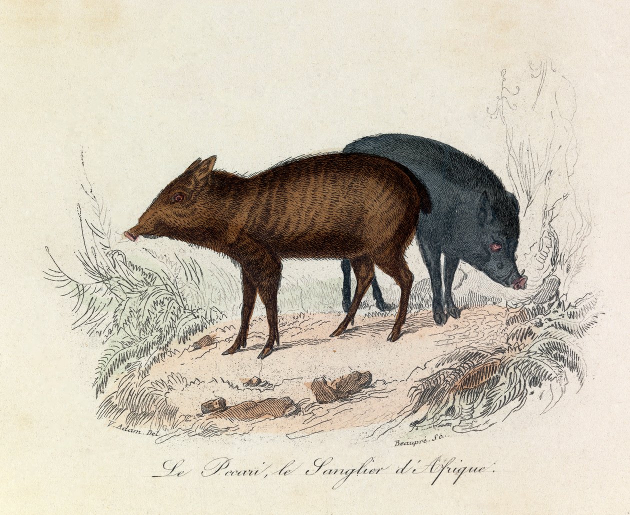 Kuvitus kirjasta "Complete Works of Buffon": Buffon: Les Quadrupedes: Le pecari et le boar d