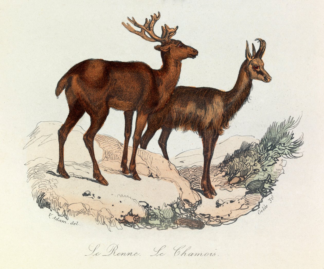 Kuvitus kirjasta "Complete Works of Buffon": Buffon: Les Quadrupedes: Le reinne et la chamois (kaiverrus). tekijältä Unknown artist
