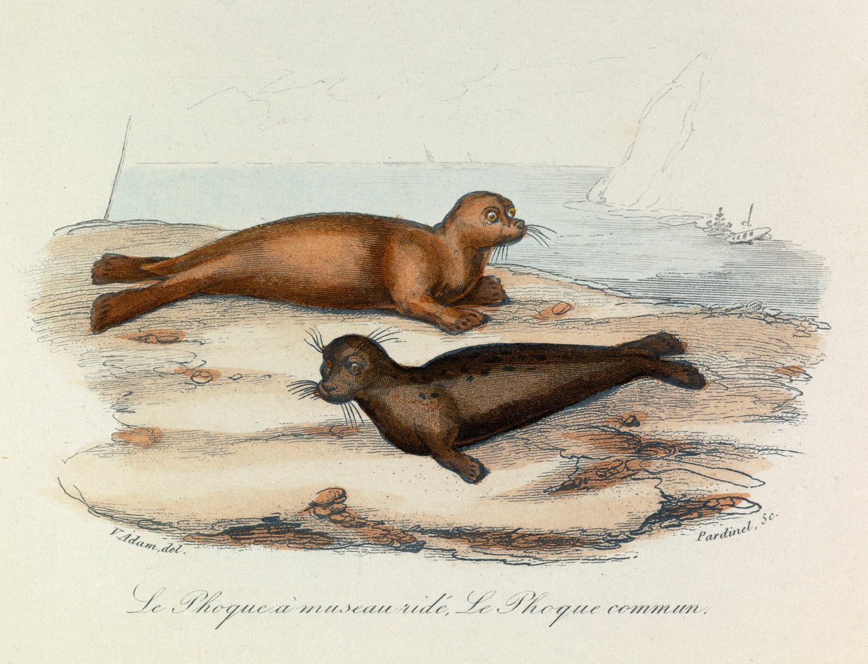Kuvitus kirjasta "Complete Works of Buffon": Buffon: Les Quadrupedes: Le seal a snout ride et le seal (kaiverrus). tekijältä Unknown artist