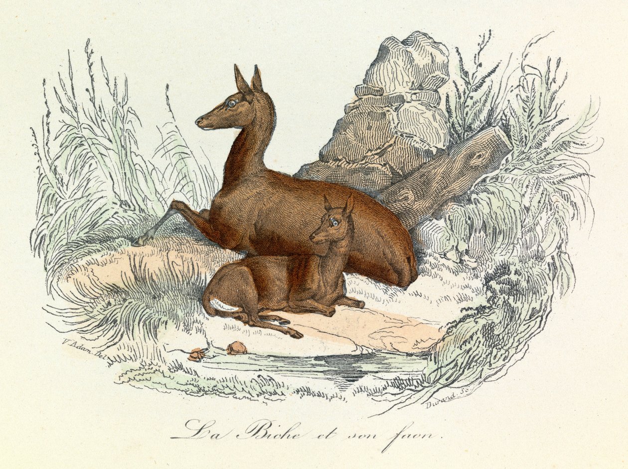 Kuvitus kirjasta "Complete Works of Buffon": Buffon: Les animaux: La doe et son fawn (kaiverrus). tekijältä Unknown artist