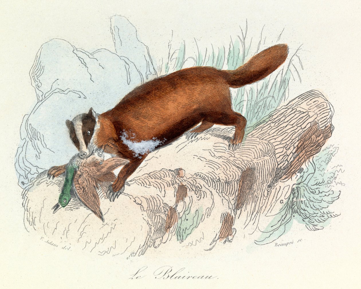 Kuvitus kirjasta "Complete Works of Buffon": Buffon: Les animaux: Buffon: Mäyrä (kaiverrus) tekijältä Unknown artist