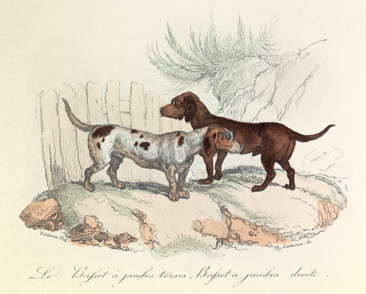 Kuvitus kirjasta "Complete Works of Buffon": Buffon: Les animaux: Le basset a torso legs et le basset a straight legs (kaiverrus). tekijältä Unknown artist