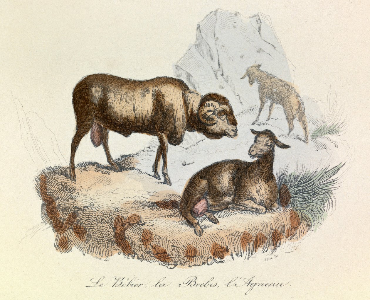 Kuvitus kirjasta "Complete Works of Buffon": Buffon: Les animaux: Le belier, la ewe et l