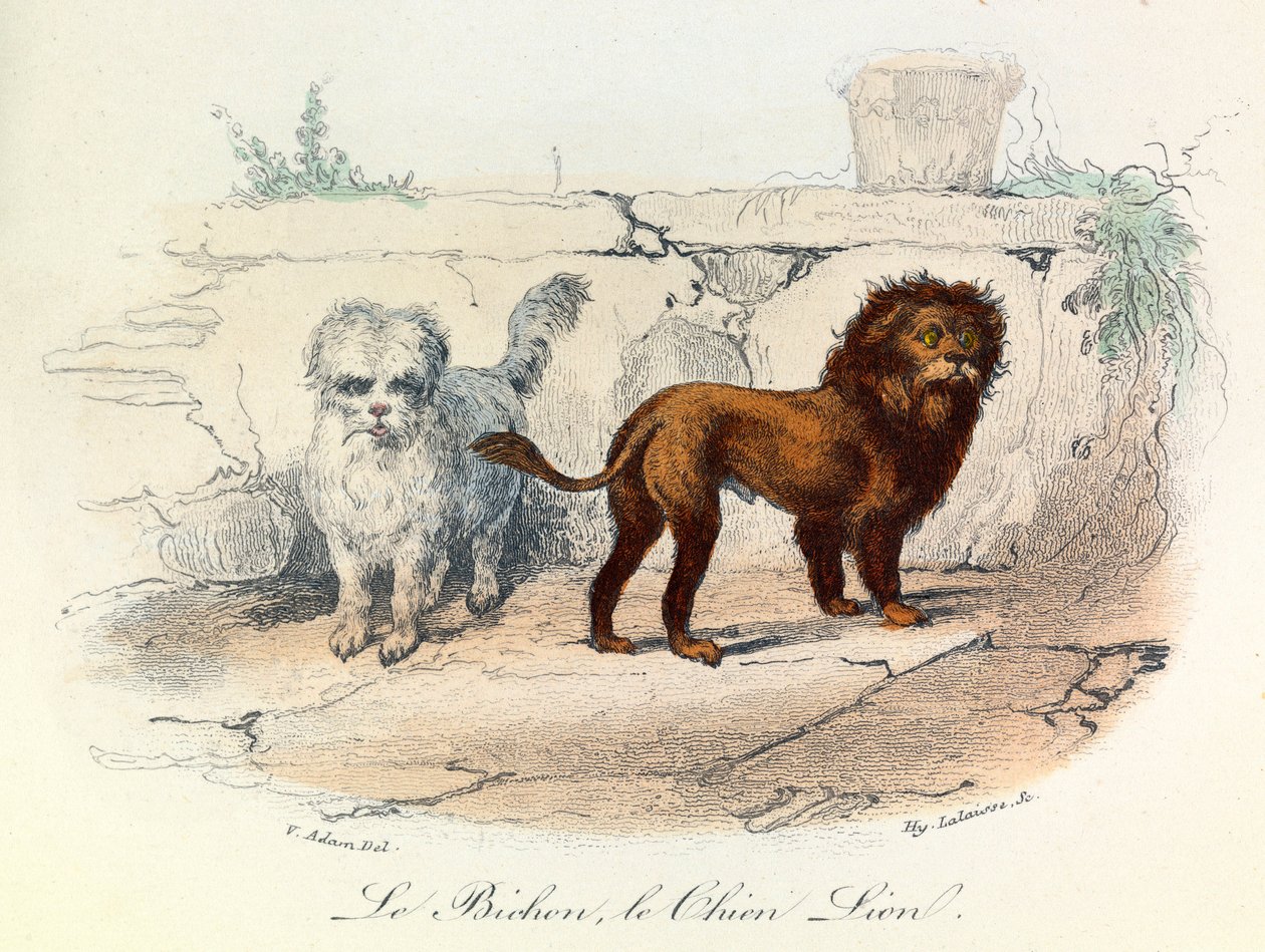 Kuvitus kirjasta "Complete Works of Buffon": Buffon: Les animaux: Le bichon et le chien lion (kaiverrus). tekijältä Unknown artist