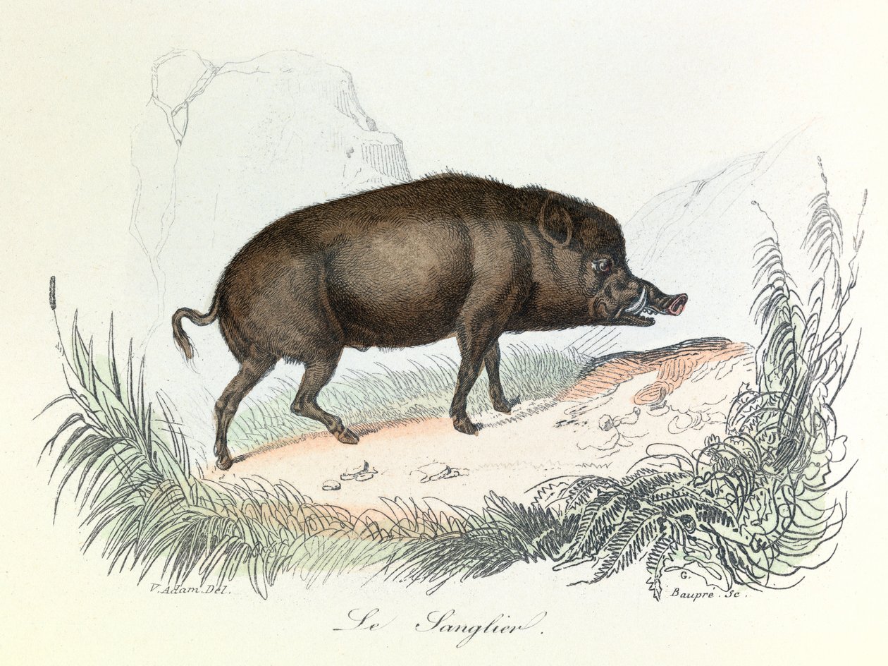 Kuvitus kirjasta "Complete Works of Buffon": Buffon: Les animaux: Buffon: Le boar (kaiverrus) tekijältä Unknown artist