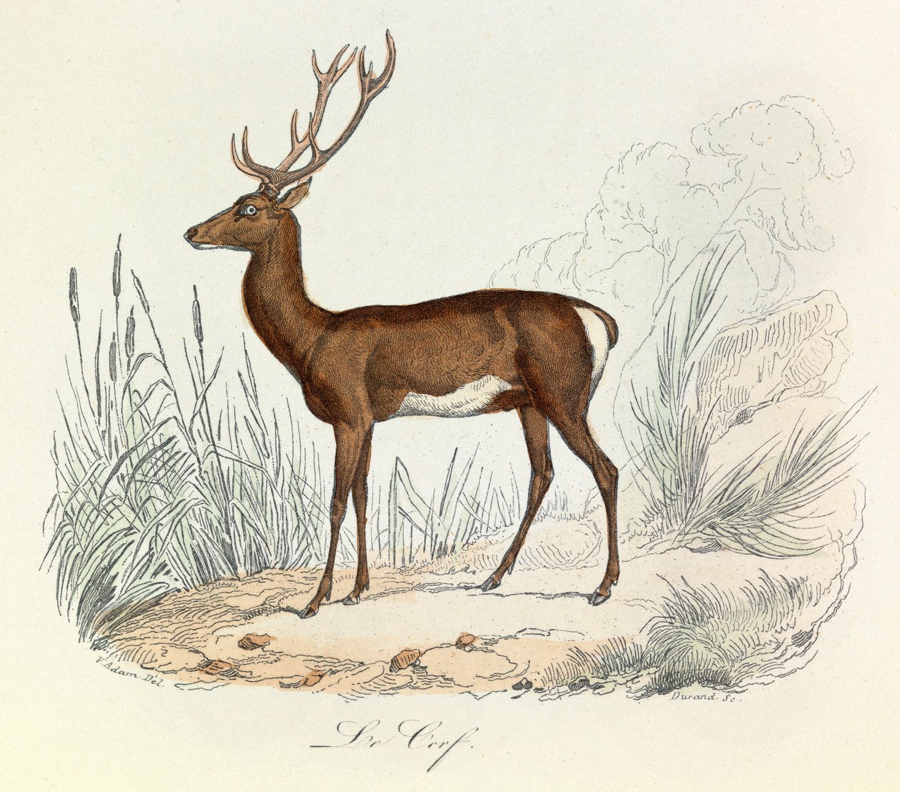 Kuvitus kirjasta "Complete Works of Buffon": Buffon: Les animaux: Buffon: Le cerf (kaiverrus) tekijältä Unknown artist