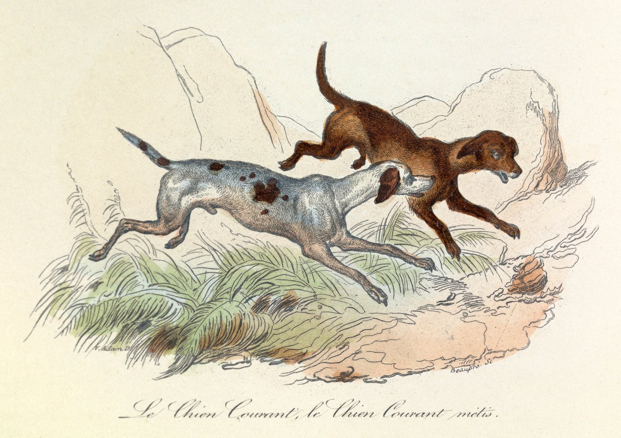 Kuvitus kirjasta "Complete Works of Buffon": Buffon: Les animaux: Le chien courant et le chien courant metis (kaiverrus). tekijältä Unknown artist