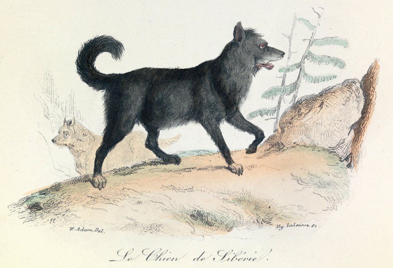 Kuvitus kirjasta "Complete Works of Buffon": Buffon: Les animaux: Buffon: Le chien de Siberie (kaiverrus). tekijältä Unknown artist