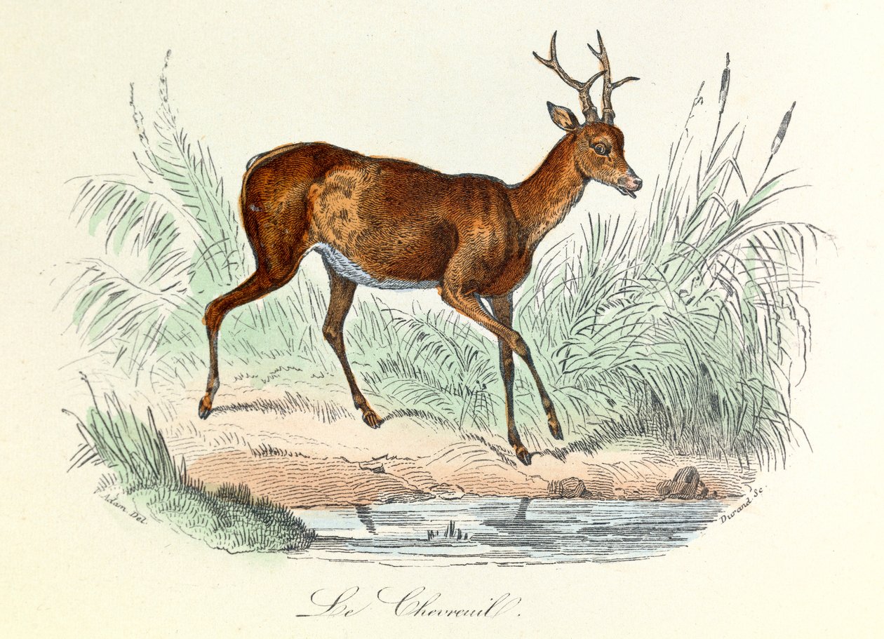 Kuvitus kirjasta "Complete Works of Buffon": Buffon: Les animaux: Buffon: Le deer (kaiverrus) tekijältä Unknown artist