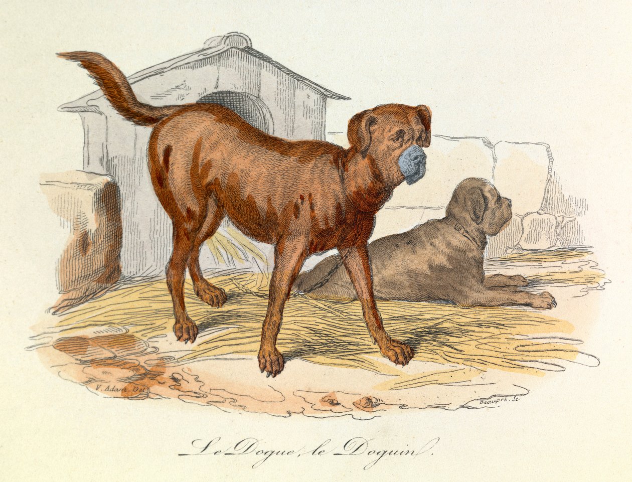 Kuvitus kirjasta "Complete Works of Buffon": Buffon: Les animaux: Buffon: Le dogue et le doguin (kaiverrus). tekijältä Unknown artist