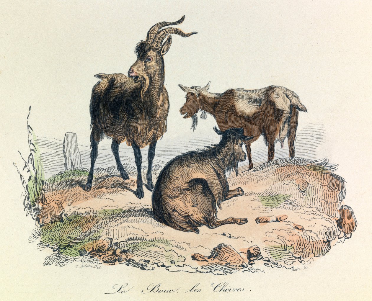 Kuvitus kirjasta "Complete Works of Buffon": Buffon: Les animaux: Le goat et les goats (kaiverrus). tekijältä Unknown artist