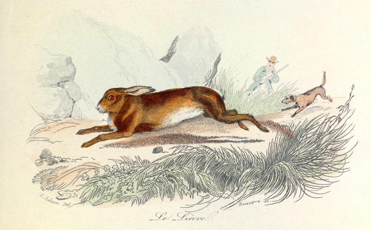 Kuvitus kirjasta "Complete Works of Buffon": Buffon: Les animaux: Buffon: Le hare (kaiverrus) tekijältä Unknown artist