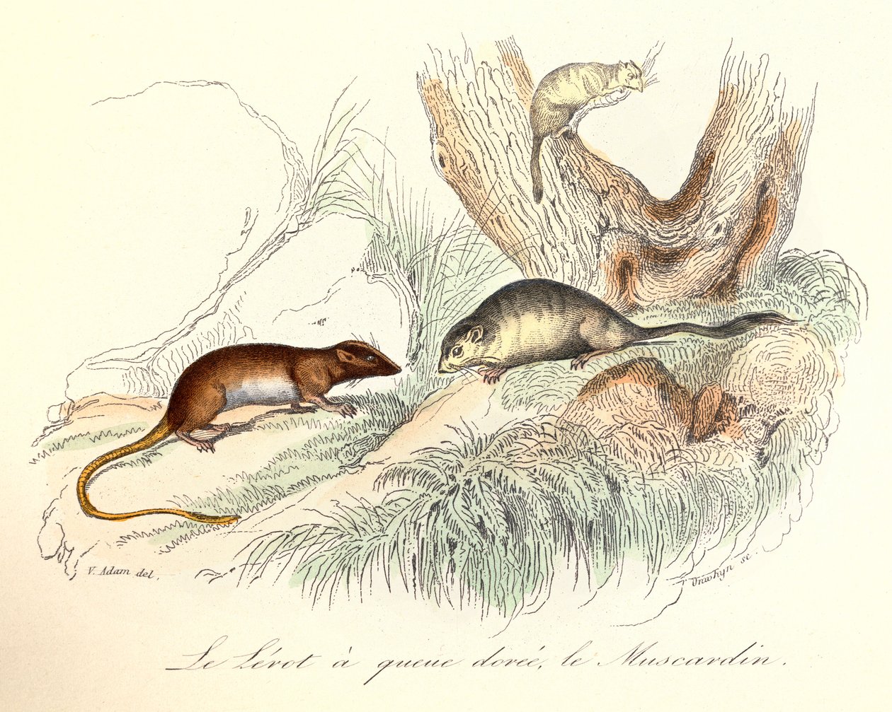 Kuvitus kirjasta "Complete Works of Buffon": Buffon: Les animaux: Le lerot a tail doree et le muscardin (kaiverrus). tekijältä Unknown artist