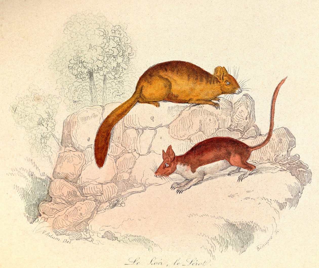 Kuvitus kirjasta "Complete Works of Buffon": Buffon: Les animaux: Le loir et le lerot (kaiverrus). tekijältä Unknown artist