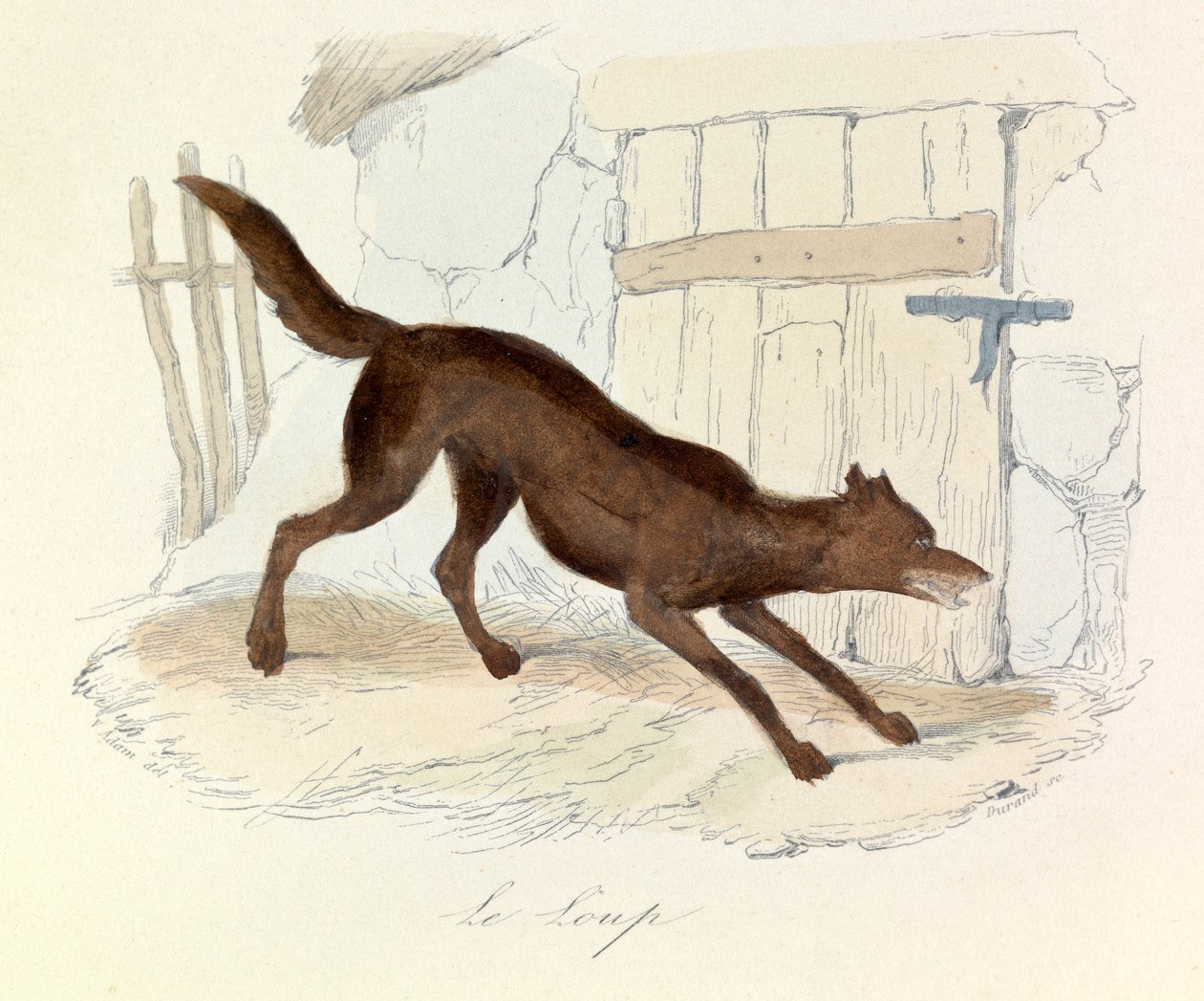 Kuvitus kirjasta "Complete Works of Buffon": Buffon: Les animaux: Buffon: Le loup (kaiverrus) tekijältä Unknown artist