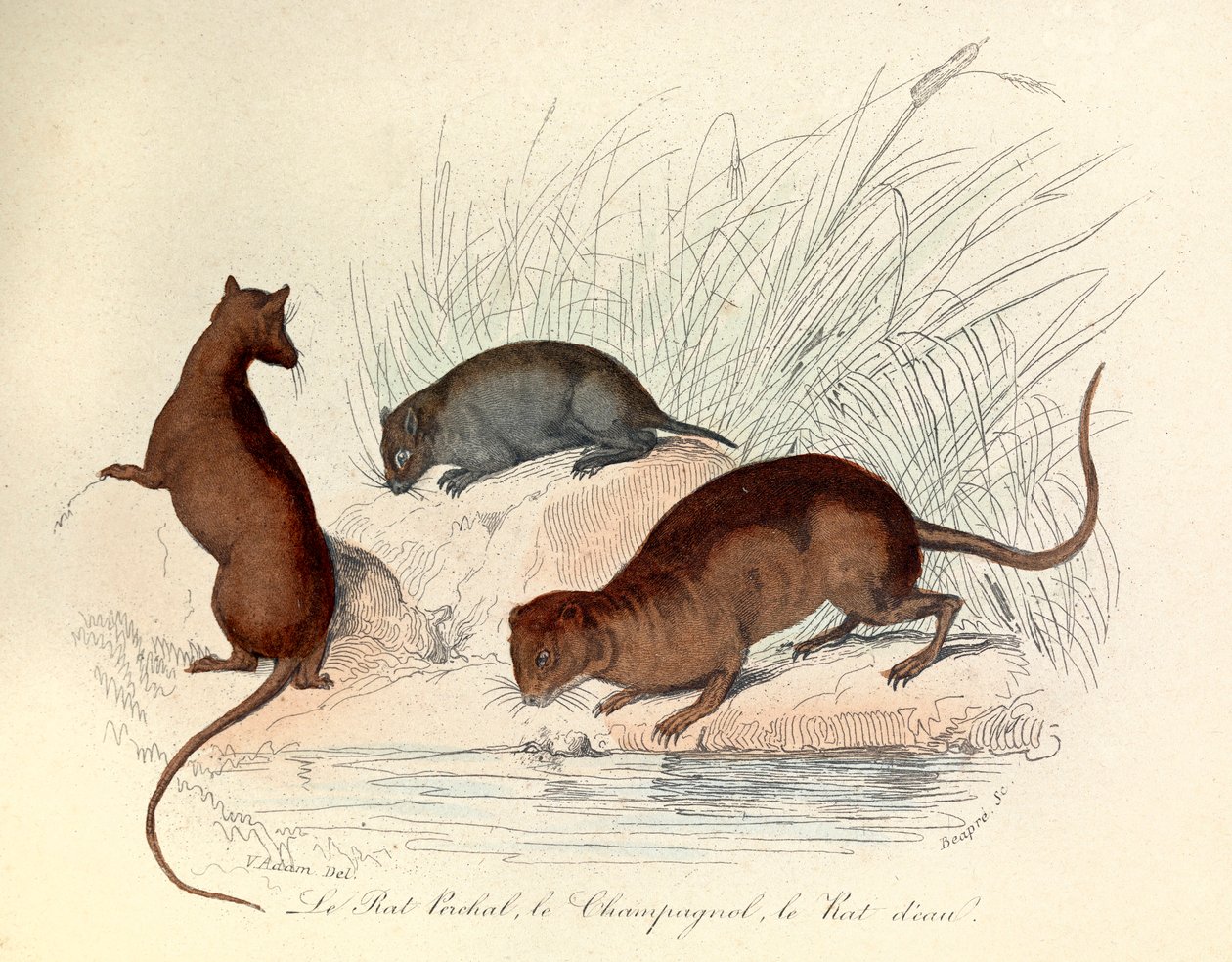 Kuvitus kirjasta "Complete Works of Buffon": Les animaux: Le rat perchat, le vole et le rat d