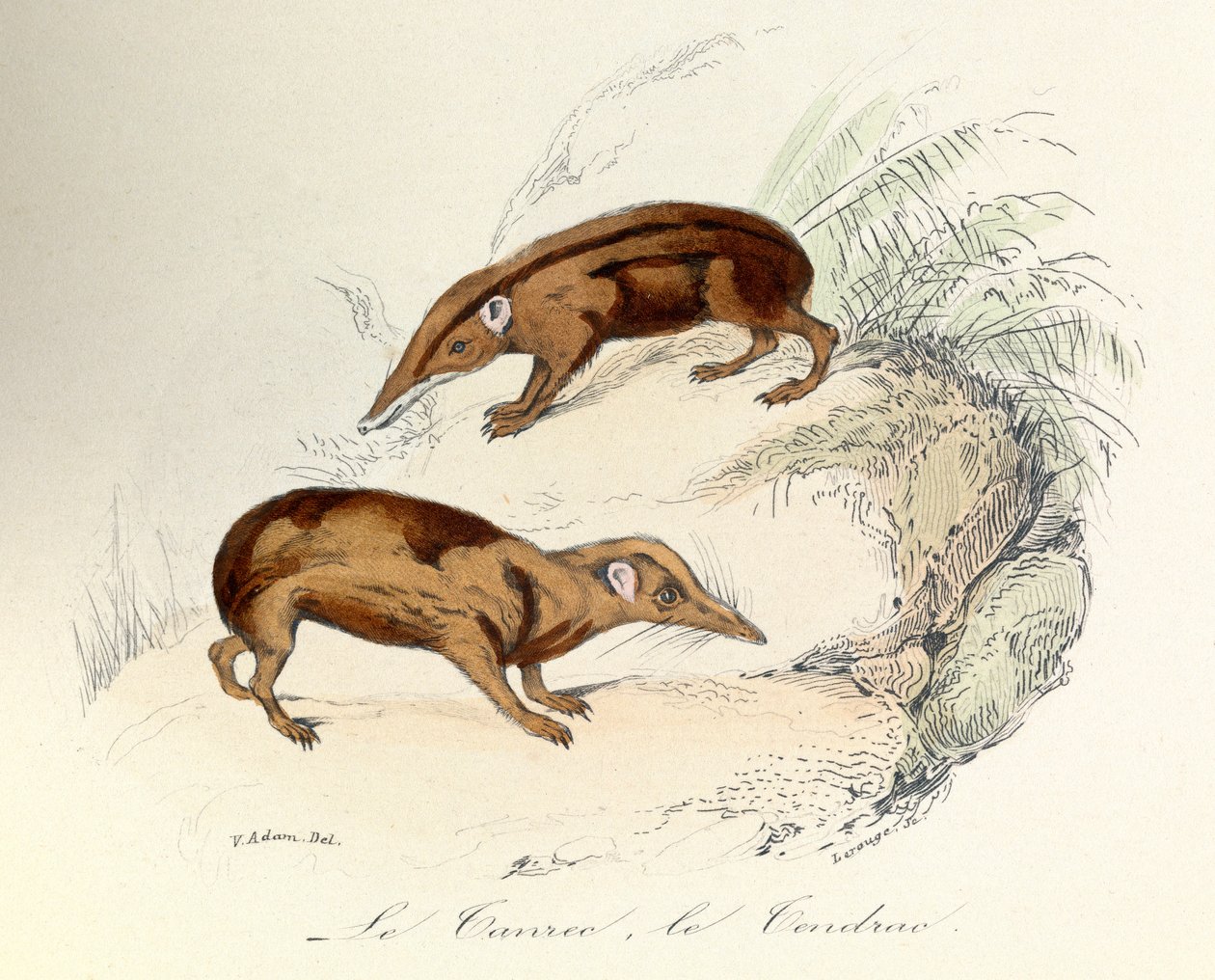 Kuvitus kirjasta "Complete Works of Buffon": Buffon: Les animaux: Le tanrec et le tendrac (kaiverrus). tekijältä Unknown artist