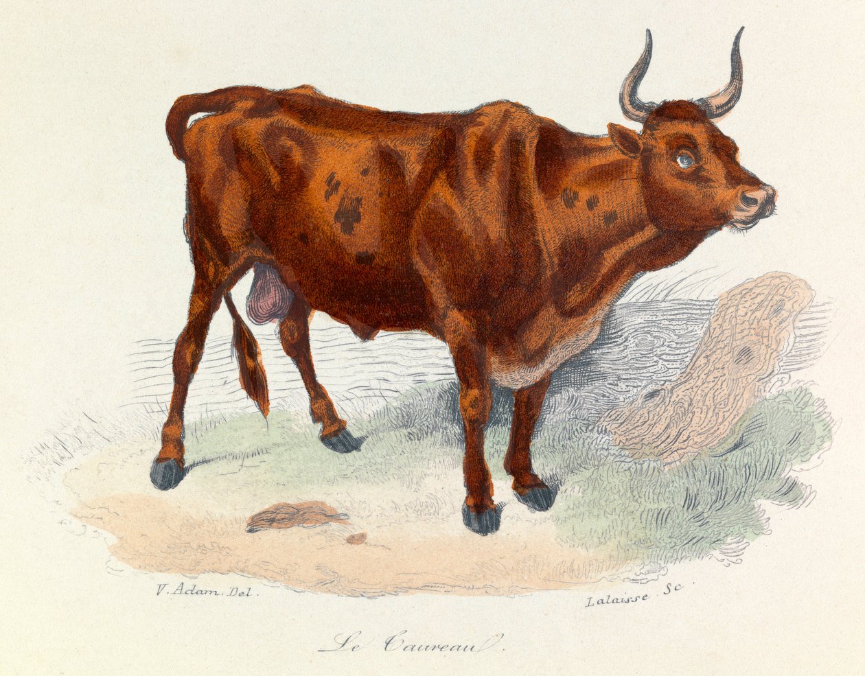 Kuvitus kirjasta "Complete Works of Buffon": Buffon: Les animaux: Buffon: Le taureau (kaiverrus) tekijältä Unknown artist