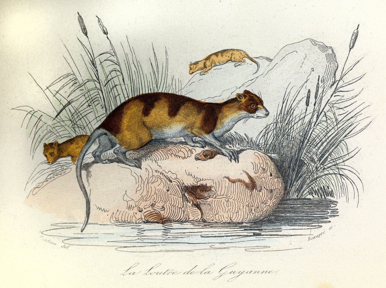 Kuvitus kirjasta "Complete Works of Buffon": Buffon: Les animaux domestiques: La otter de Guiana (kaiverrus). tekijältä Unknown artist