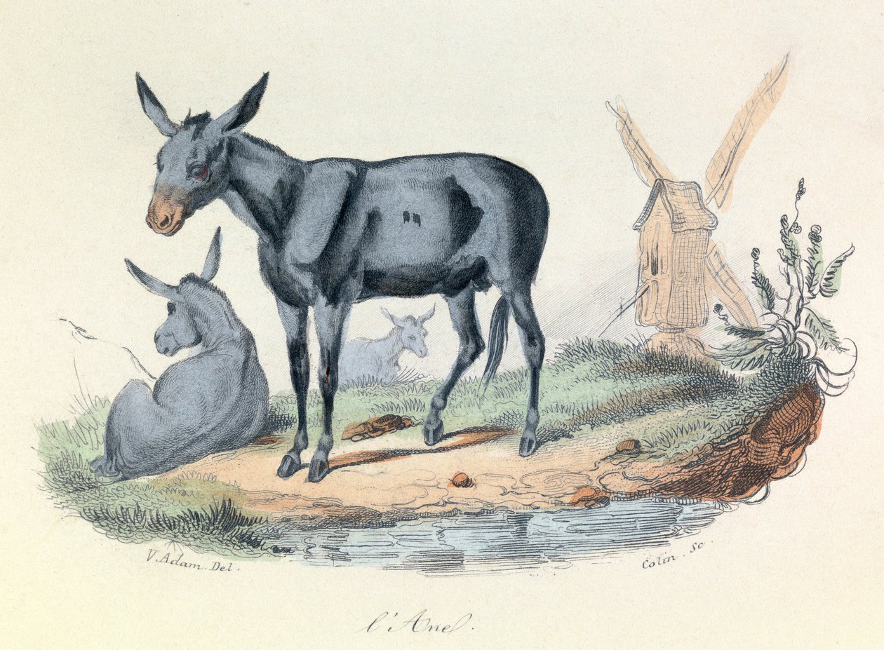 Kuvitus kirjasta "Complete Works of Buffon": Buffon: Les animaux: l