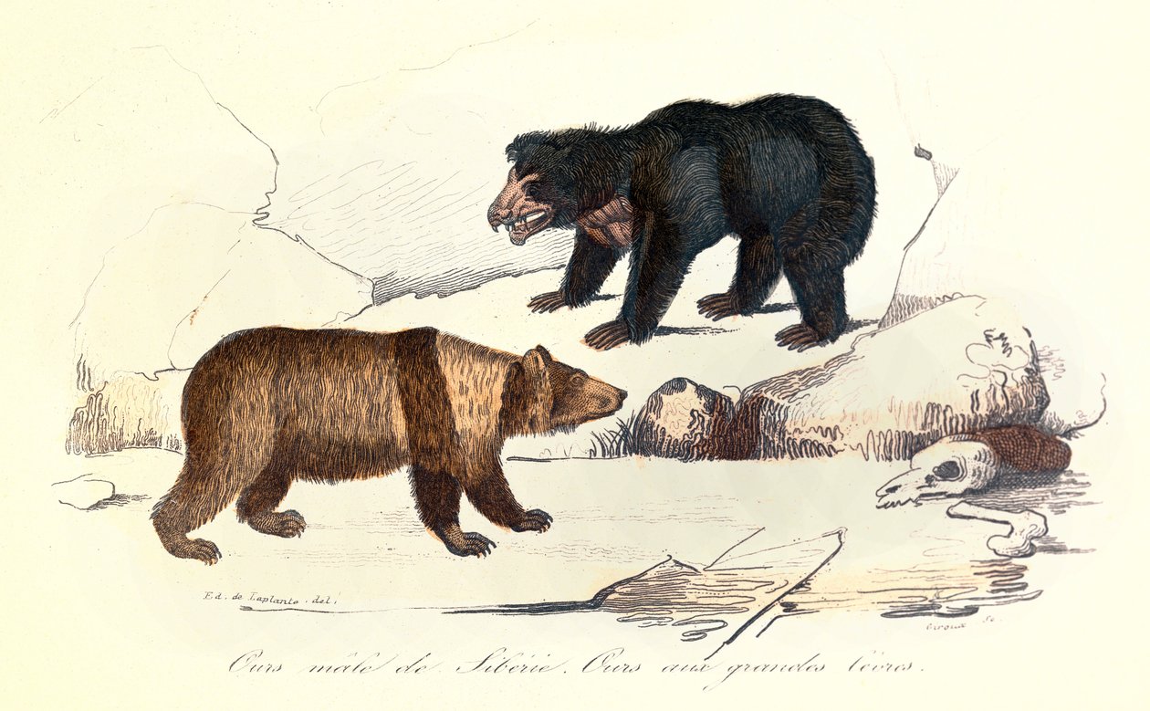 Linneenen ja Cuvierin luokittelema kuvitus siperialaisesta uroskarhusta ja karhusta, jolla on suuret huulet (kaiverrus). tekijältä Unknown artist