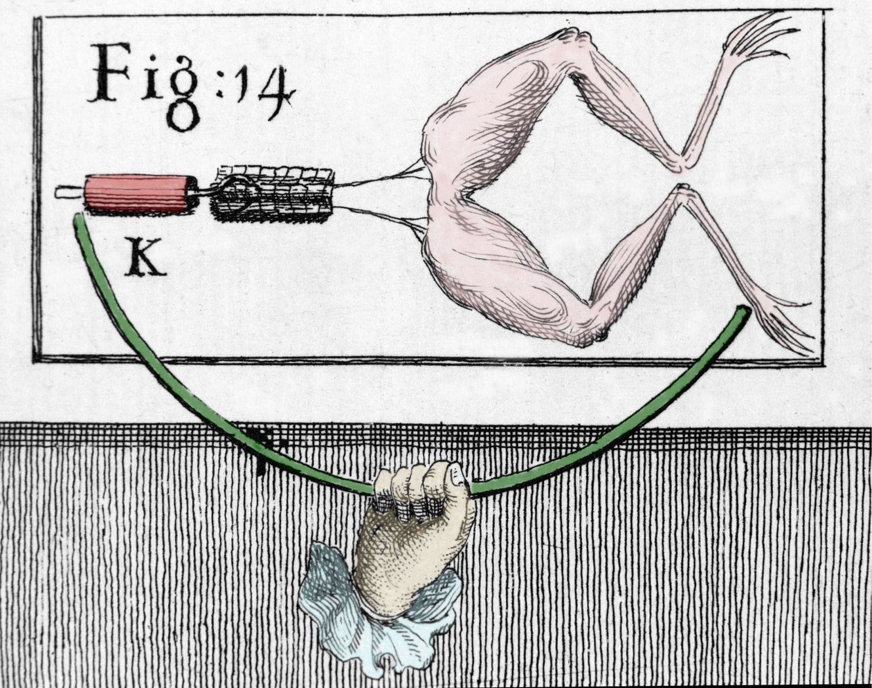 Kuva italialaisen fyysikon ja lääkärin (1737 - 1798) Luigi Galvanin kokeista, jotka selittävät sammakon jalkoja liikuttavan sähkövirran kulkua. tekijältä Unknown artist