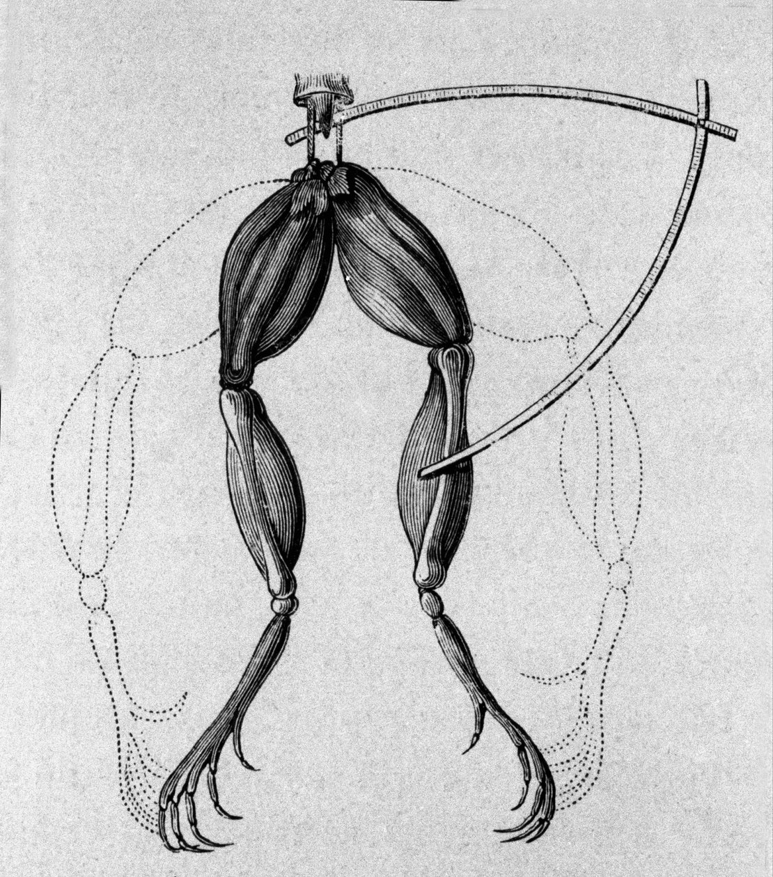 Kuva italialaisen fyysikon ja lääkärin (1737 - 1798) Luigi Galvanin kokeista, jotka selittävät sammakon jalkoja liikuttavan sähkövirran kulkua. tekijältä Unknown artist