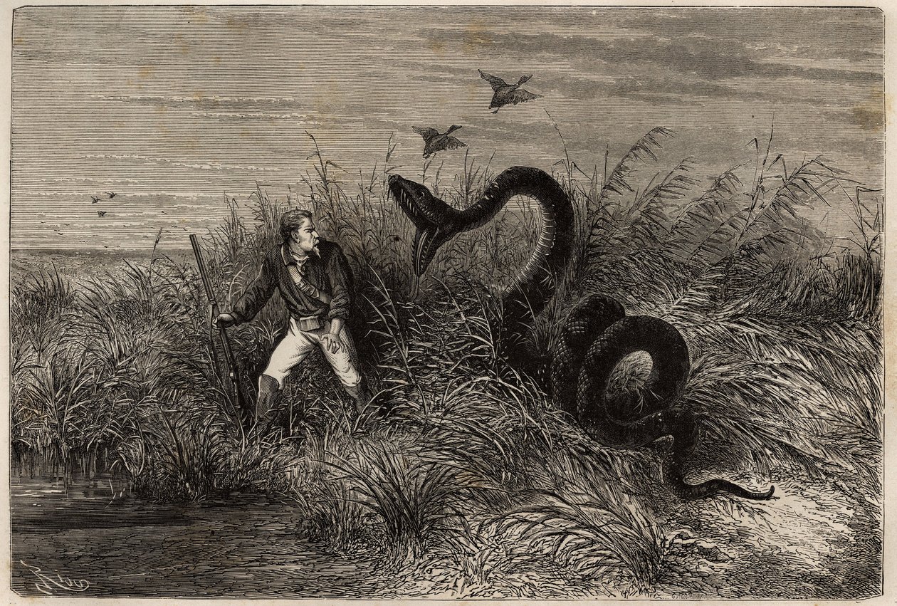 Tapaus ankanmetsästyksen aikana Pointe aux Moustiquesin tai Pointe Macourian (Ranskan Guayana) marekoissa, boan hyökkäys tähystäjään. Fregatin kapteenin Frederic Bouyerin kaiverrus havainnollistamaan matkaa Ranskan Guyanassa vuosina 1862-1863 tekijältä Unknown artist