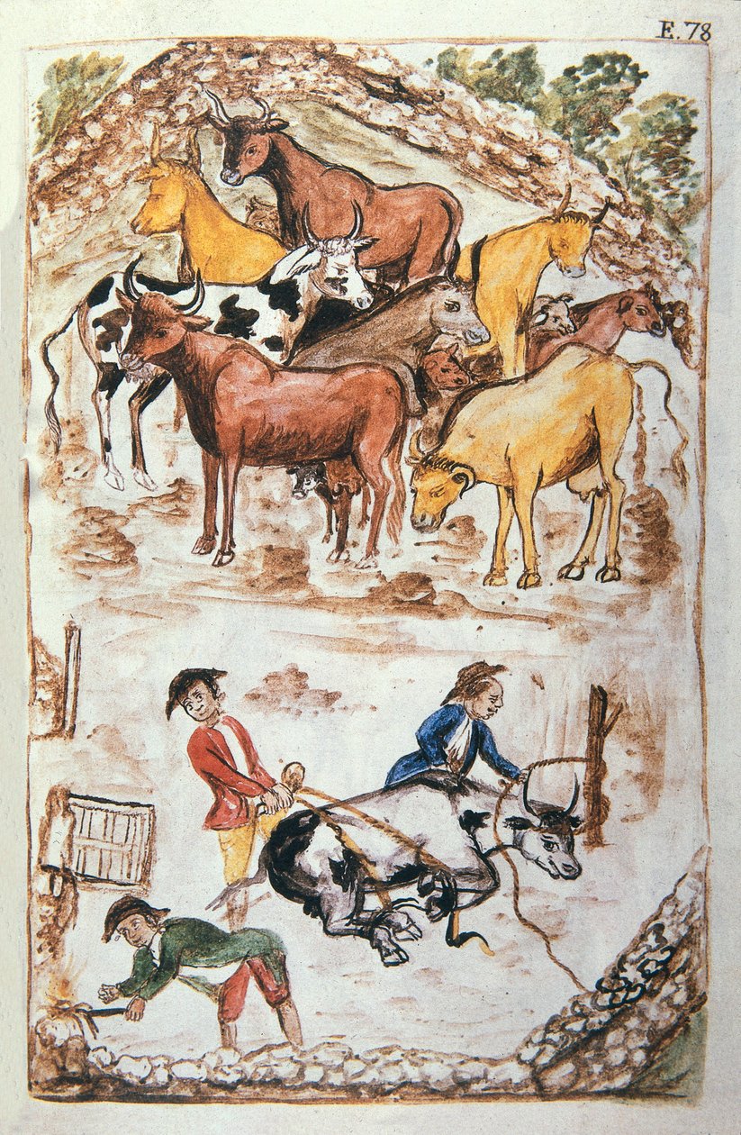 Indian Guardians of Cows, kirjasta "Trujillo of Peru" tai "Codex Martinez Companion", Balthazar Martinez Companion ja Bujanda, Trujillon piispa (1782-1785) tekijältä Unknown artist