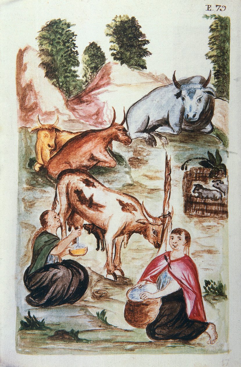 Intialaiset paimenet, jotka hoitavat lehmiä, Trujillon piispan (1782-1785) Baltazar Martinez Compañón y Bujandan kirjasta "Trujillo del Peru" tai "Códice Martínez Compañón" tekijältä Unknown artist