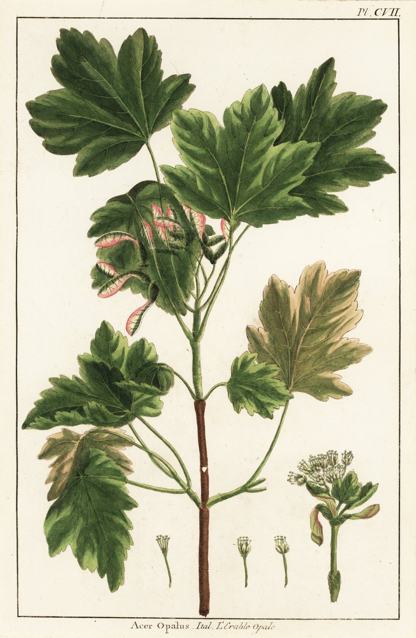 Italialainen vaahtera, Acer opalus, italialainen tekijältä Unknown artist