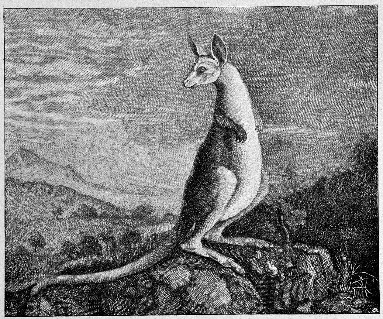 Kenguru piirroksesta kapteeni Cookista, joka löysi hänet Australiasta - vuodelta 1774 tehdystä kuparikaiverruksesta tekijältä Unknown artist