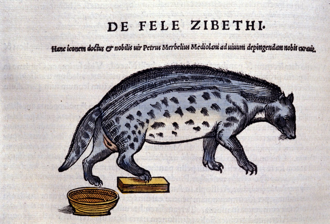 La civette in Historia Animalium, kirjoittanut Conrad Gesner (1516 - 1565), Tiguri tekijältä Unknown artist