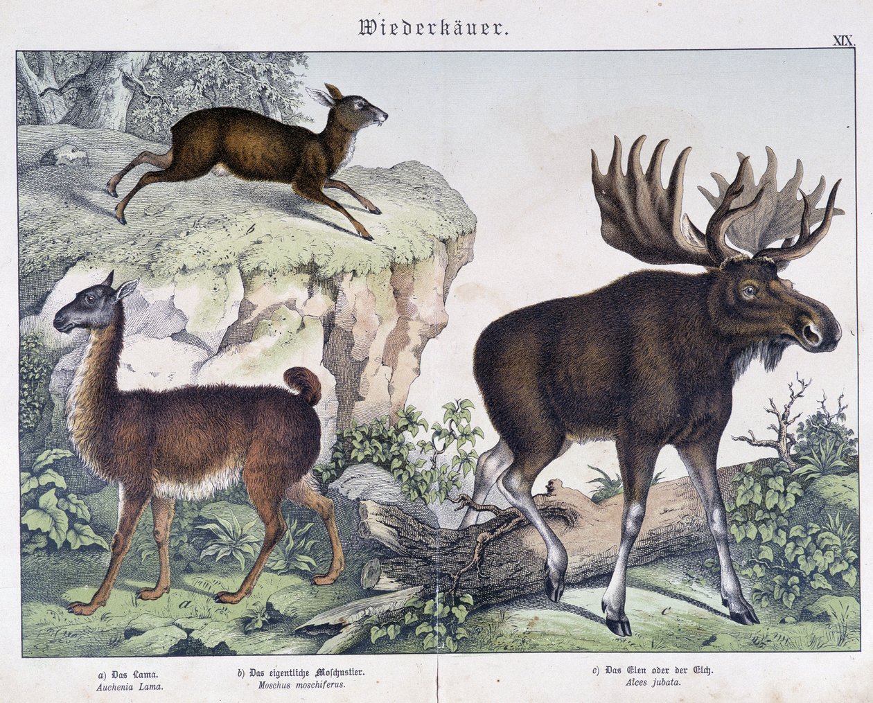 Lama, hirvi (hirvi) - julkaisussa "Nisäkkäiden luonnonhistoria", toim. Schreiber tekijältä Unknown artist