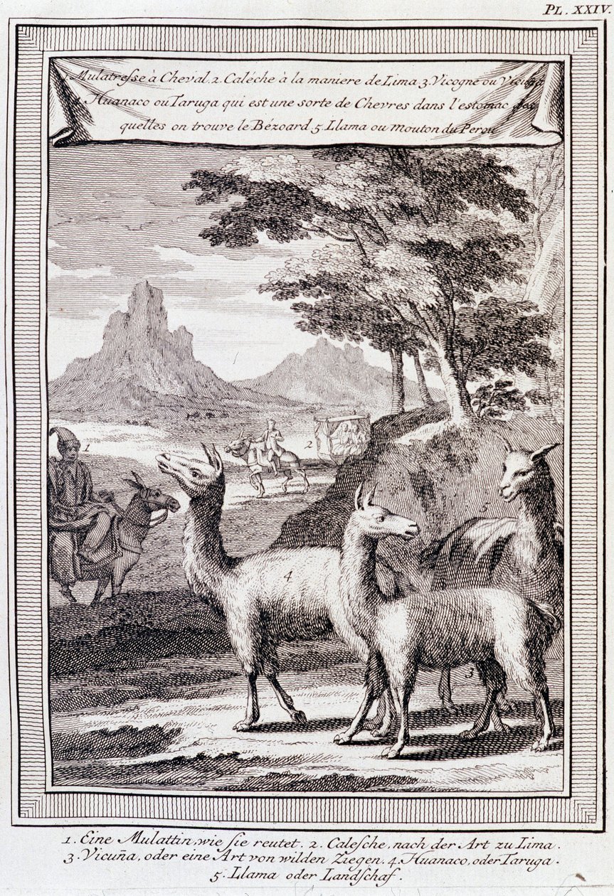 Perun lamat - "" Historiallinen Etelä-Amerikan matka, jonka teki Don George Juan ja Don Antoine de Ulloa Espanjan kuninkaan ritarikunnan toimesta", T.1, C.A. Jombert, Librairie du Roi, Pariisi tekijältä Unknown artist