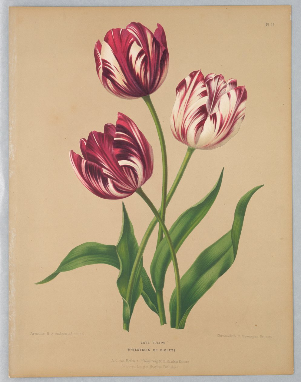 Myöhäiset tulppaanit / Bybloemen tai violetit tekijältä Unknown artist