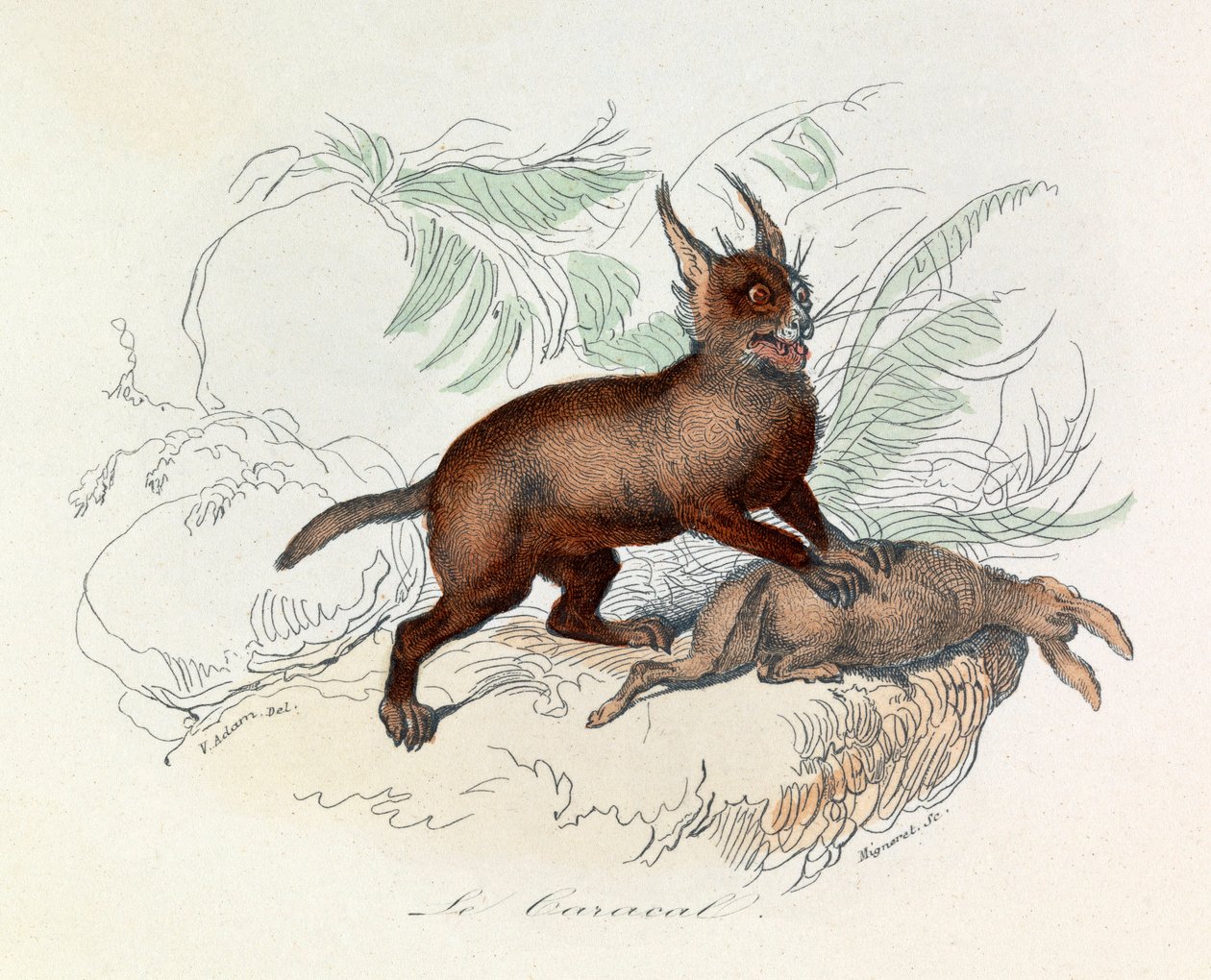 Karakaali (Felis caracal) on nelijalkainen nisäkäs, joka kuuluu Felidae-heimoon. tekijältä Unknown artist