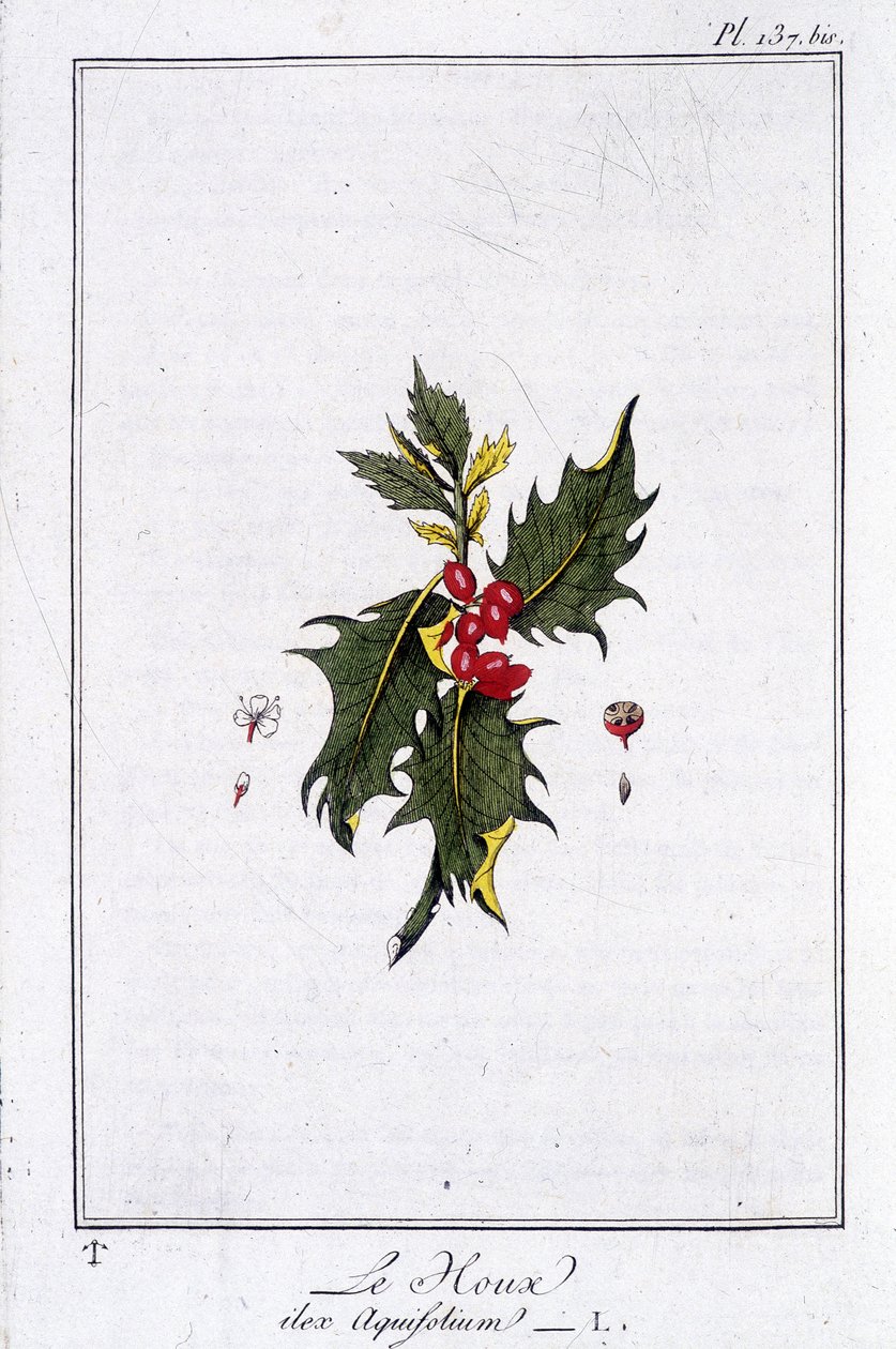 The Holly (Ilex Aquifolium) - kirjassa "Kasvitieteellinen harjoitus kauppiaiden käyttöön", kirjoittanut J.C. Philibert, Imprimerie de Crapelet, Paris tekijältä Unknown artist