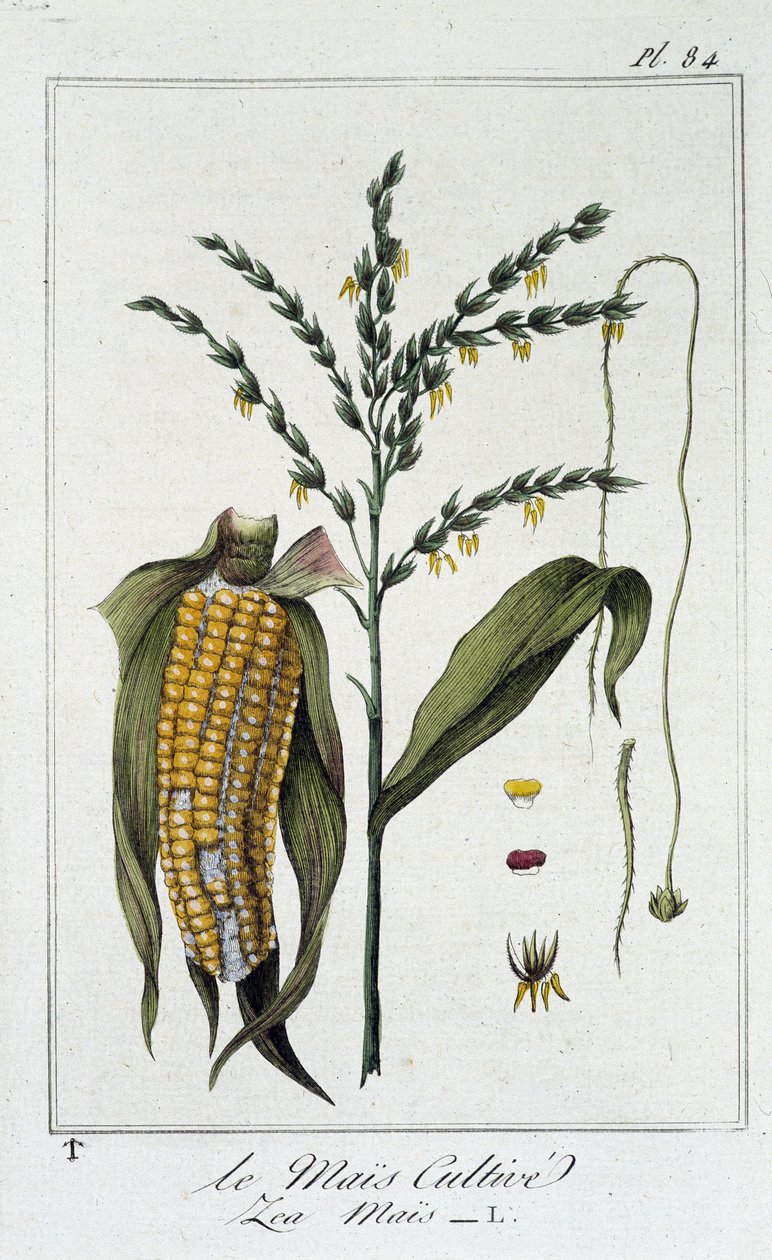 Le Mais Cultivate (Les Mais) - julkaisussa "Kasvitieteellinen harjoitus kauppiaiden käyttöön", toimittanut J.C. Philibert, Imprimerie de Crapelet, Paris tekijältä Unknown artist