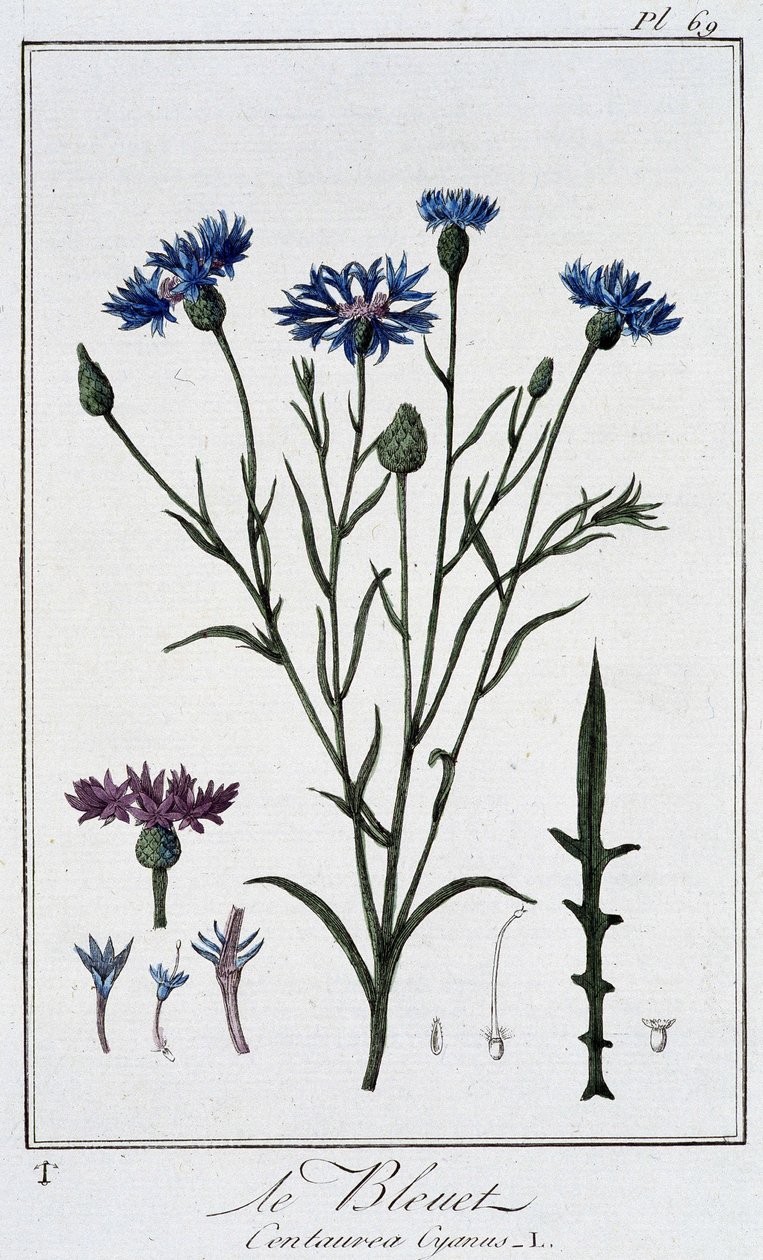 Ruiskukka (Centaurea Cyanus) - artikkelissa "Kasvitieteellinen harjoitus kauppiaiden käyttöön", kirjoittanut J.C. Philibert, Imprimerie de Crapelet, Paris tekijältä Unknown artist