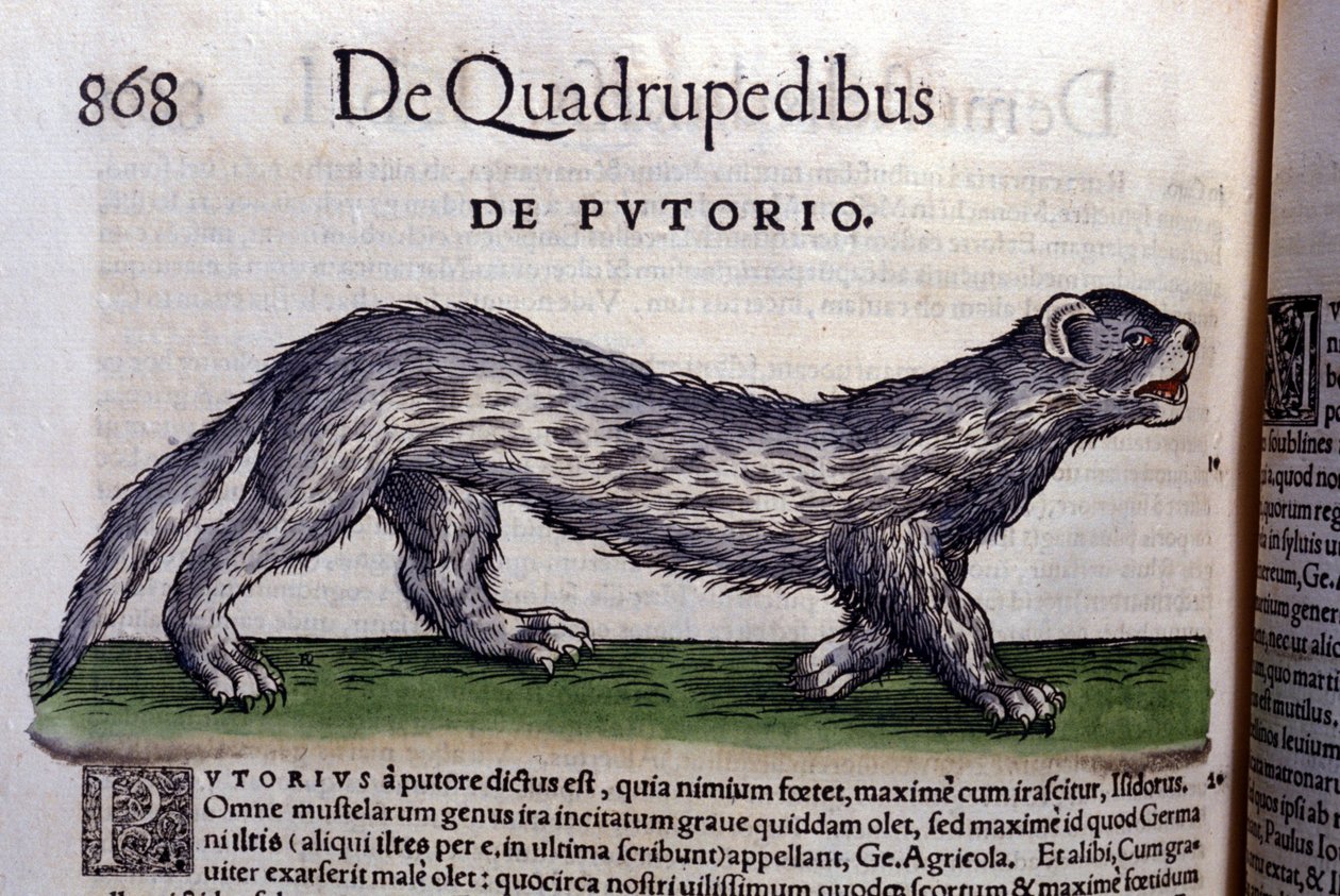Le fertois - Historia Animalium, kirjoittanut Conrad Gesner (1516 - 1565), Tiguri tekijältä Unknown artist