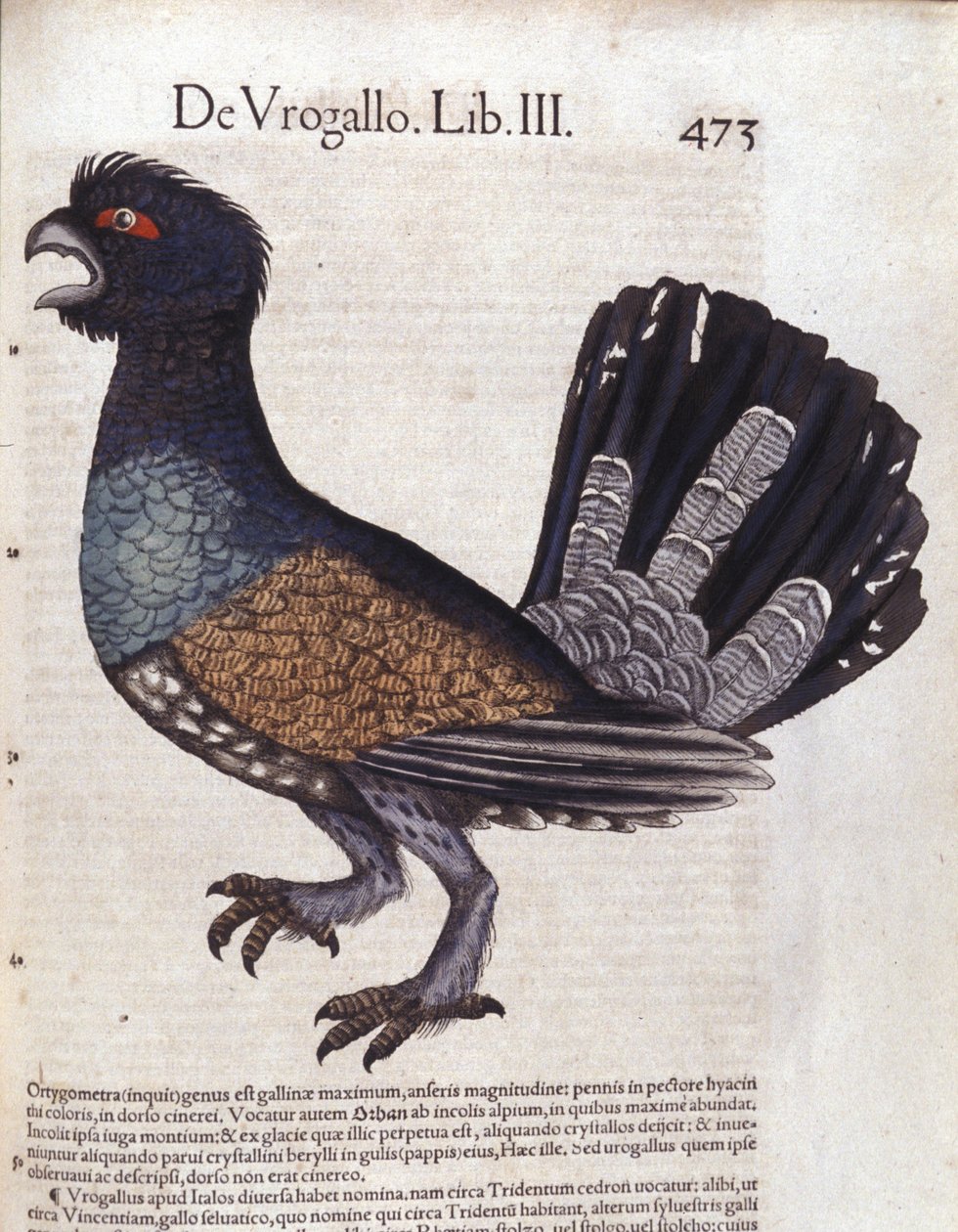 Grouse (ou grand coq de heyère) paikassa Historia Animalium de Conrad Gesner (1516 - 1565), Tiguri tekijältä Unknown artist