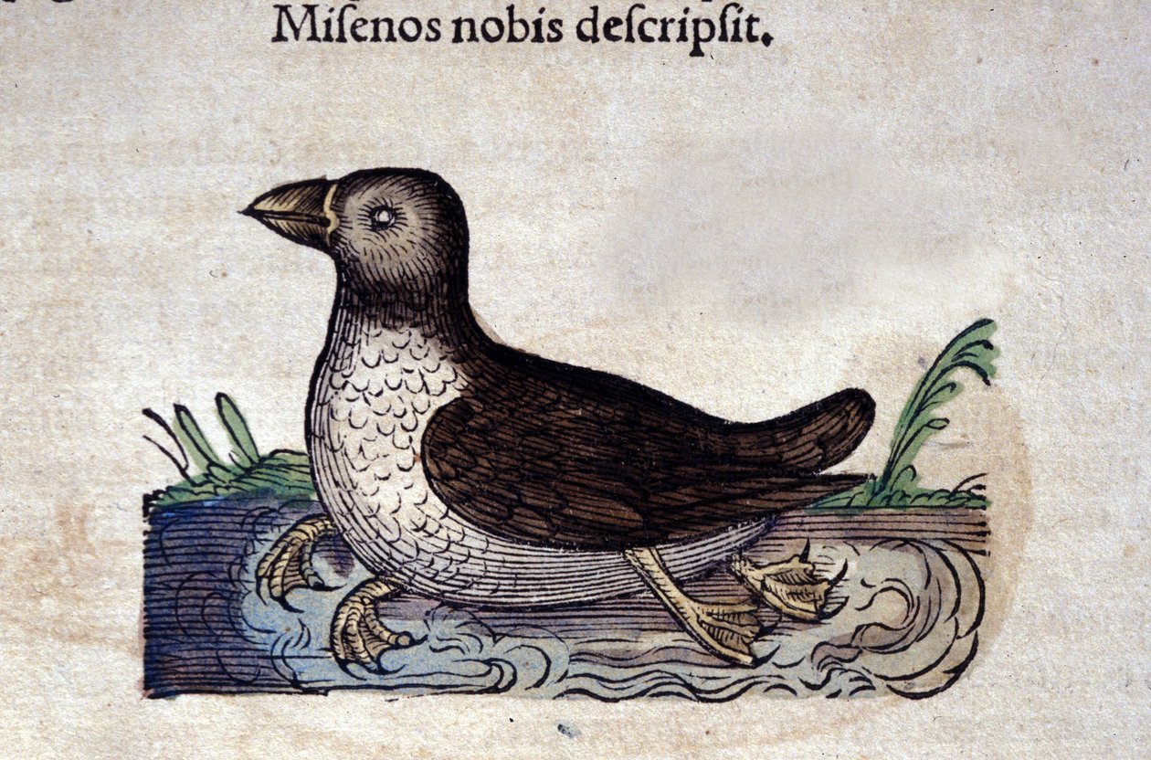 Le harle marin in Historia Animalium de Conrad Gesner (1516 - 1565), Tiguri tekijältä Unknown artist