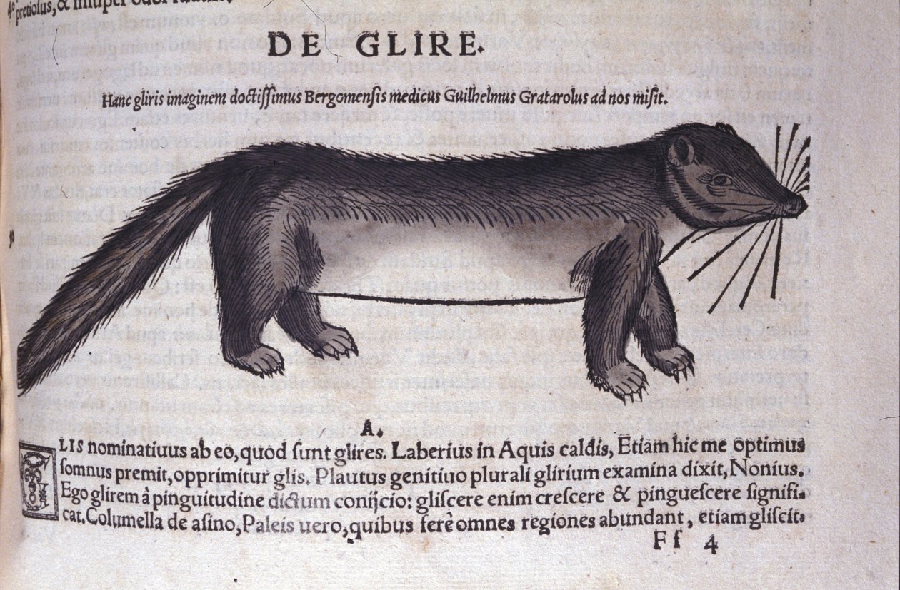 Le loir in Historia Animalium, kirjoittanut Conrad Gesner (1516 - 1565), Tiguri tekijältä Unknown artist