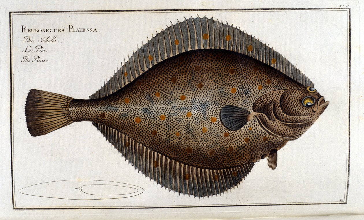 Piikkikampela tai Pleuronectes Platessa Marc Elieser Bloch Ichthyologien mukaan Pariisi - Berliini - Lontoo 1787 tekijältä Unknown artist